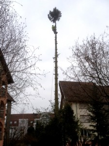 Elagage, abattage d'arbre en copropriété 57, 67