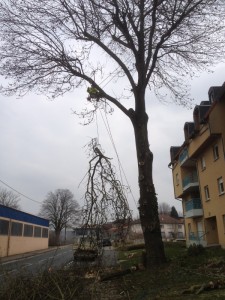 Abattage d'arbre par démontage 57 et 67