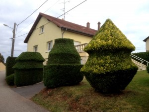 Taille et entretien des Haies