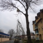 Abattage d'arbre par démontage 57 et 67