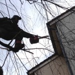 Élagage arbres en Moselle