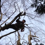 Élagage arbres en Moselle