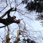 Élagage arbres en Moselle