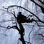 Élagage arbres en Moselle